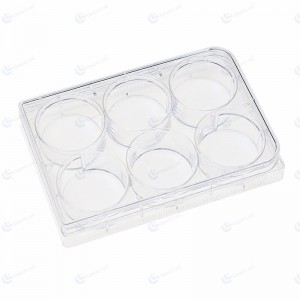 6 wells Cell Culture Plate